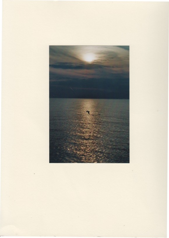 20090200 Bird on Bosporus