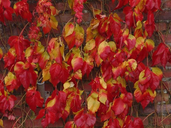 01 Herfstkleuren.JPG